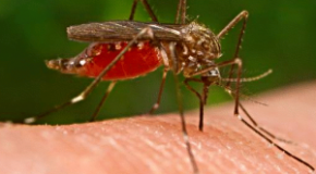 Why Mosquito Bites Itch