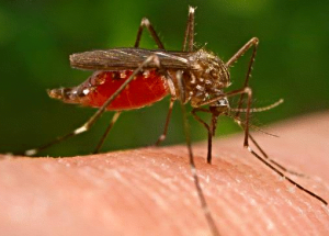 female mosquito