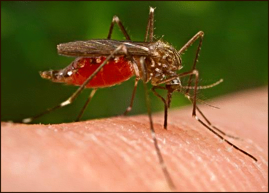 http://www.todayifoundout.com/wp-content/uploads/2010/08/mosquito_malaria.png