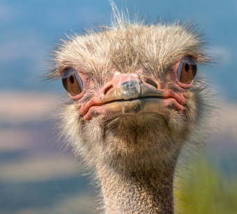 ostrich