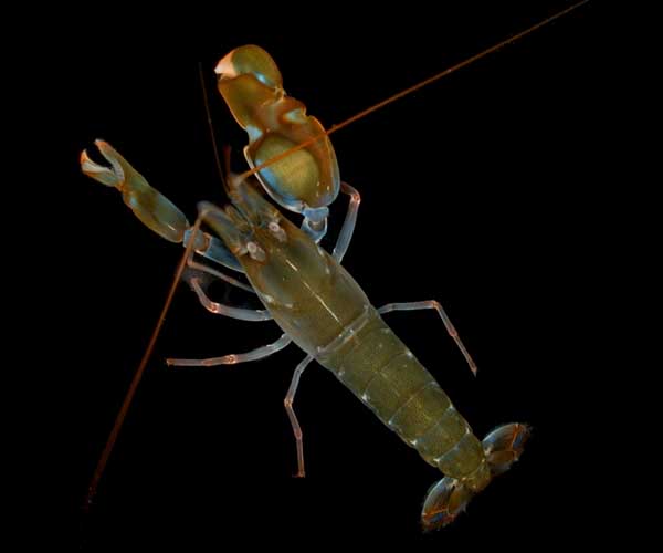 http://www.todayifoundout.com/wp-content/uploads/2010/09/Snapping-Shrimp-Pistol-shrimp.jpg