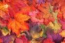 Why Leaves Change Color in the Fall