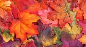 Why Leaves Change Color in the Fall