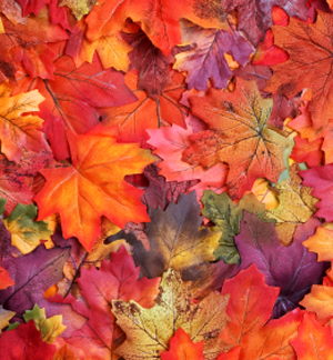 Image result for autumn colours
