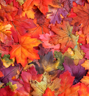 autumn-leaves.jpg