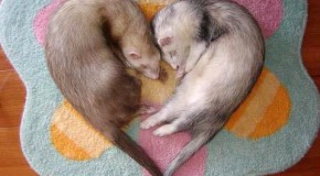 Female Ferrets Will Die If They Don’t Mate
