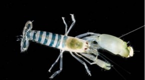 A Shrimp Is One Of The Loudest Animals On The Planet