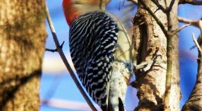 A Red-Bellied Woopecker’s Tongue is Almost Three Times the Length of Its Beak and Wraps Around Its Skull When Retracted