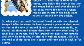 10 Amazing Facts About Animals
