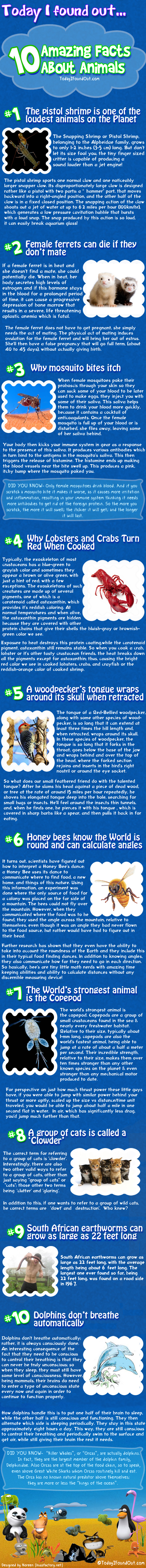 10 Amazing Facts About Animals 10 Amazing Facts About Animals