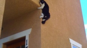 Domestic Cats Can Fall From Any Height With a Remarkable Survival Rate