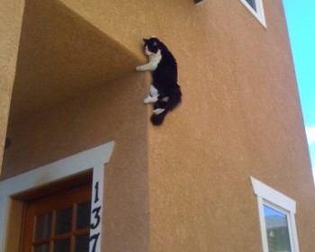 Ninja Kitty