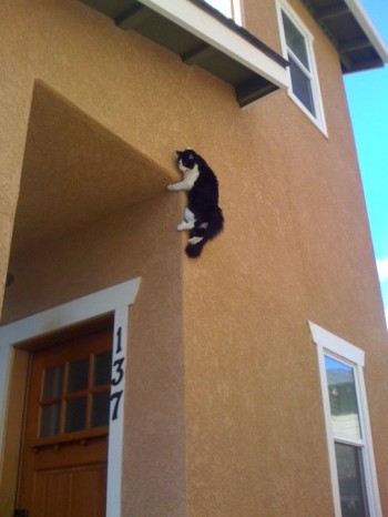 Ninja Kitty