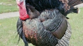 Why Turkeys Are Called Turkeys