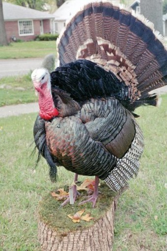 Turkey Strut