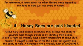 10 Amazzzzing Bee Facts