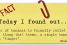The Formal Name of a Cluster of Bananas