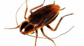 A Cockroach Can Live Without Its Head