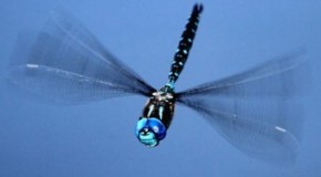 Dragonflies Can Fly Up to 60 mph (97 km/h)