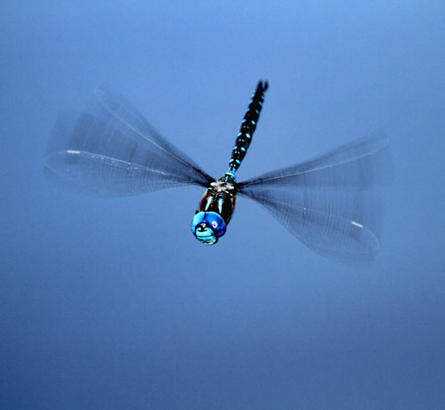 How are dragonflies helpful to people?