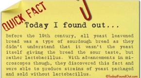 All Yeast Leavened Bread Was Once Sourdough
