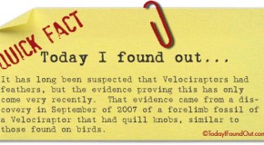 Velociraptors Had Feathers