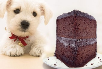 Dog Eating Chocolate