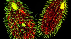 There is a Protozoa that has Seven Sexes
