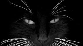What Happens if a Cat’s Whiskers Are Damaged or Clipped