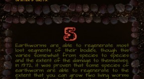 10 Facts About Worms