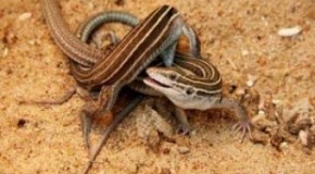 New Mexico Whiptail Lizards are All Females