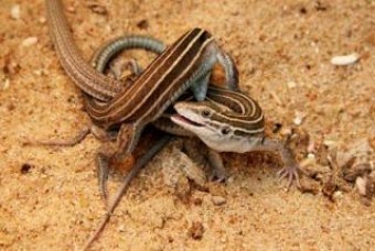 whiptail lizard sex mating lizards mexico parthenogenesis females animal rituals earth notes habits lesbian bizarre each neatorama female knau found
