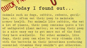 Why Animals Sometimes Eat Their Poop