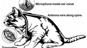 The CIA Once Tried Using Cats As Spies