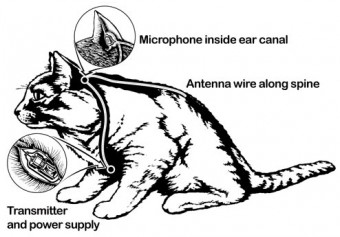Image result for In the 1960's the U.S. Government tried to turn a cat into a spy.