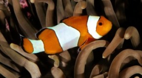Clownfish are All Born Male, a Dominant Male Will Turn Female When the Current Female of the Group Dies