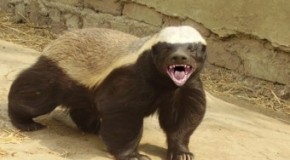 The World’s Most Fearless Creature is the Honey Badger