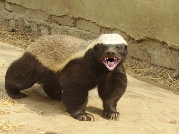 [Image: honey-badger.jpg]