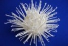 Velcro Was Modeled After Burrs of the Burdock Plant that Stuck to Velcro’s Inventor’s Pants After a Hunting Trip