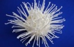 Velcro Was Modeled After Burrs of the Burdock Plant that Stuck to Velcro’s Inventor’s Pants After a Hunting Trip
