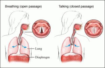 stretch vocal cords deeper voice stretch vocal cords deeper voice