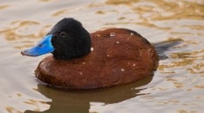 There is a Type of Duck That Sometimes Lassos its Potential Mates with its Penis