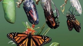 Caterpillars “Melt” Almost Completely Before Growing Into Butterflies in the Chrysalis