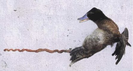 Forum Image: http://www.todayifoundout.com/wp-content/uploads/2011/10/lake-duck.jpg