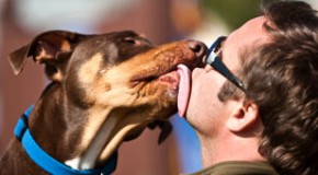 A Dog’s Mouth is Not Cleaner Than a Human’s Mouth
