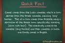 Where the Word “Comet” Comes From