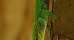 Why a Gecko’s Feet can Stick to Almost Anything