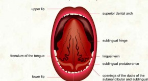 It is Not Possible to Swallow Your Tongue