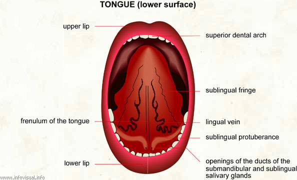 Is It Possible To Swallow Your Tongue 93