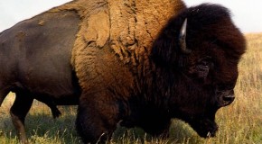 American “Buffalo” are Not Actually Buffalo